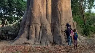 Нашла гигантский баобаб.  I found a giant baobab tree. #Gambia #Afrika #baobab #traveling 