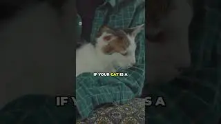 5 Ways To Show Love To Cats