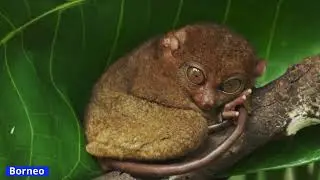 One Earth | Conservation Imperatives: Protecting the world's remaining rare and threatened species