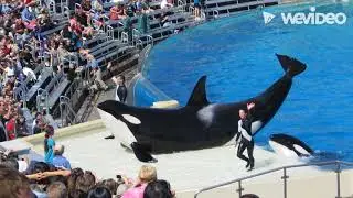 Orca Awareness Project