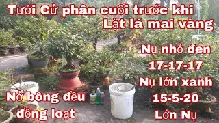 Tưới phân Cử cuối giúp Nụ mai Nở bông đều đồng loạt.