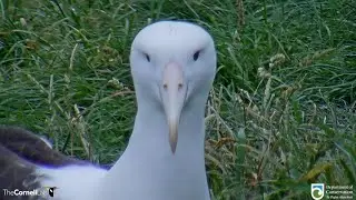 Royal Albatross ~ Beautiful Returnee Albatross WKW Is Back! 💕💕 10.17.22