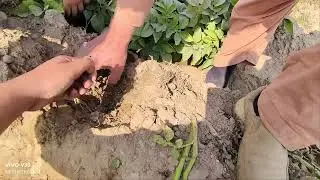 potato 🥔🥔🥔🥔 variety Sahiwal white. PRI research center shaiwal.Gill Agro Farm Mian Channu.