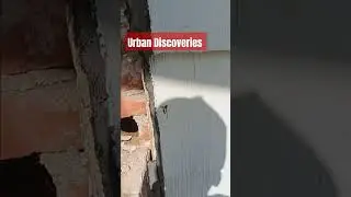 Urban Discoveries: Super Hornet #nature #urbanwildlife #discoverychannel