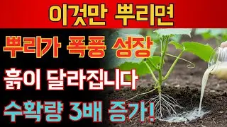 단 한 번의 물주기로 뿌리가 폭풍처럼 자라요! 수확량이 무려 3배 늘어납니다