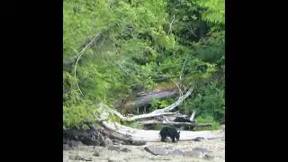 OMG!!! Black Bear Cub on the Beach! #bear #bears #bearcub #wildlife #shorts