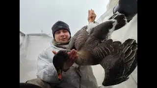 Охота весной - Добыл гуся
