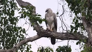 Birding Brazil Part 3: Pantanal at Fazenda Santa Tereza & Harpy Eagle at Serra das Araras Oct 20-21