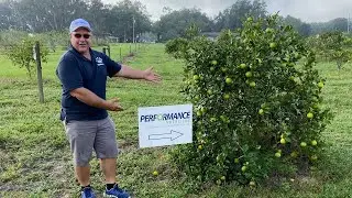 Citrus Greening Recovery in Dade City, FL