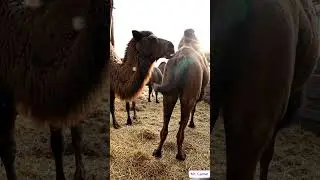 Camel mating and breeding scene   36