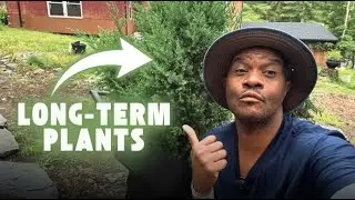 The Secret of Creating A Low-Maintenance Yard (Plant This Now)!