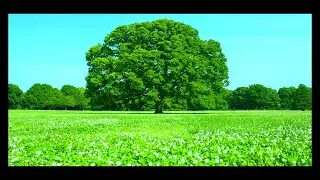 【グリーングリーン】In The Soup'sCover