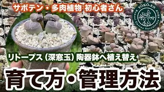 【 多肉植物 】リトープスの植え替え 2023年7月