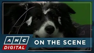 Study: Dogs, like humans, understand relationship between words and objects | ANC
