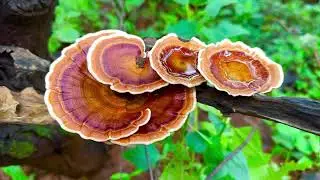 Top 5 Functional Mushrooms You NEED to Know About 🍄 | Brain, Energy, Immunity & More!
