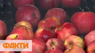 Маленькая Голландия в Украине. Как выращивают и сортируют яблоки для импорта