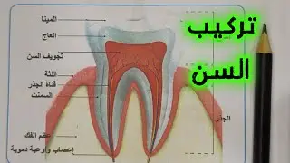 #رسم تركيب السن #الثالث_متوسط #2026 #الأسنان 