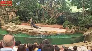 Singapore zoo seal show l rz enterprise l.  zahidul. l