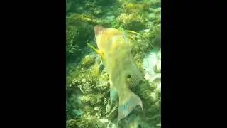 Down to hogfish #hogfish #reeffish #boquinette #coral #coralreef #reef #underwater #undersea #fish