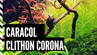 El Caracol más Efectivo contra las Algas || AQUASCAPELAND