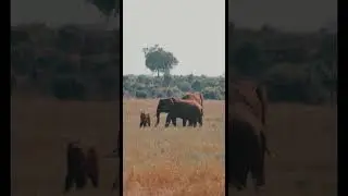 Best Elephant Videos | Cute Elephant Video Collection 2023 #shortvideos #shortvideo #short #shorts