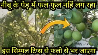 नीवू प्लांट मे फल फुल नही आ रहे हैं/ये उपाय करने से आने लगेगें/lemon plant care tips and tricks 