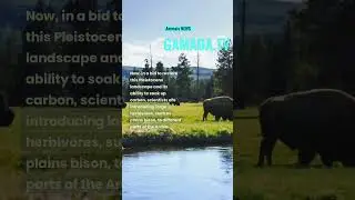 NEWS|Bison Introduced to Russian Arctic to Replace Mammoths #animals #nature #mammoth