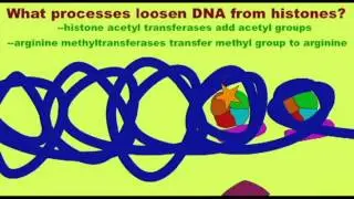 GENETICS 3: HISTONES AND TRANSCRIPTION