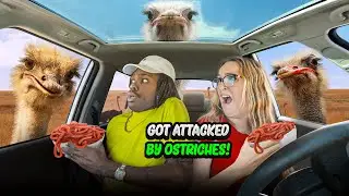 Safari Drive Through **WE GOT ATTACKED**