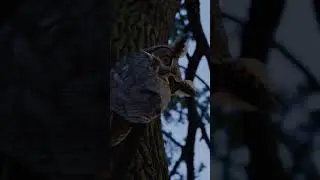 A Collection of Tranquil Moments | Animal Animation Collection