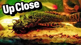 Long-Finned Bristlenose Pleco Eating a Bottom Feeder Pellet