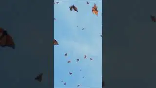 Nature's Marvels The Incredible Life of the Monarch Butterfly