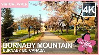 Burnaby Mountain Park Sunset & Cherry Blossom 2022 - 4K Walking Tour for Vancouver Sakura Festival