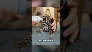 Добрые люди спасли леопарда из помойного ведра🤯