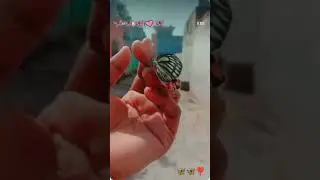 multi color #butterfly #shorts#viral_video🧚&zwj;♂