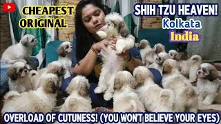 BEST QUALITY SHIH TZU DOG | VERY CHEAP PRICE PUPPIES AVAILABLE| ORIGINAL BREED| KOLKATA, INDIA 