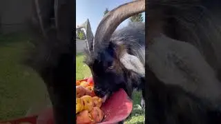 The Goats Eating Peaches​ #shorts #goat #goatfarming