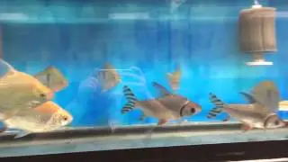 Flagtail, Tarpon, Wide Bar silver dollars @ BJA 03-25-2016