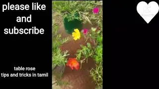 table rose plant tips and tricks in Tamil 100% working all the one try