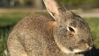 Willy The Rabbit, By Peter Baron  A Children's Song