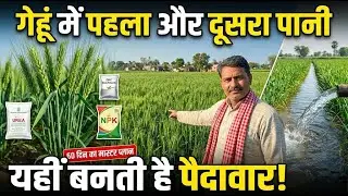 गेहूं में पहला और दूसरा पानी कब दें? | सही खाद शेड्यूल | सस्ता NPK फार्मूला | बंपर पैदावार