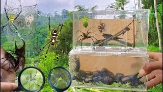 Hunting Top Rare Spider ‼️ Spiny Spider, Beetle, Praying Mantis