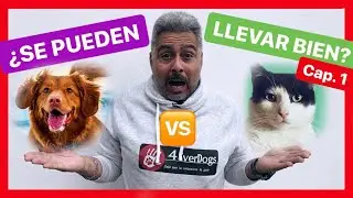 &iquest;Los PERROS y los GATOS pueden CONVIVIR JUNTOS 🆘? - &iexcl;CASO REAL! ✅ (Parte 1)