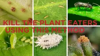 Neem Oil Spray Pesticide For Plants  Mealy Bugs, Mites, White Fly, Aphids. Preparation and usage
