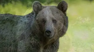 Ours bruns dans les Carpates