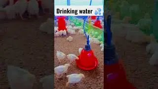 Drinking water an automatic drinker #chicks #drinking #poultry #poultryfarm