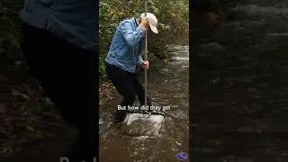 The Bugs in the Water