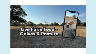 Farm Mid-Morning Live &ndash; Calves in the Pasture 🐮 (Day 7)