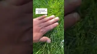 Beneno para las hierbas en el pasto