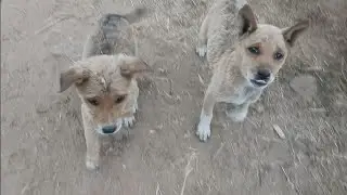 Deshi kutte 🐶 village dog 